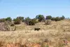 USA-800