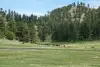 usa-980